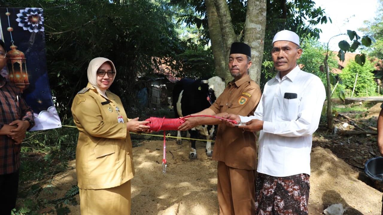 Presiden RI Berbagi Keberkahan, Desa Pogungjurutengah Purworejo Terima Sapi Kurban